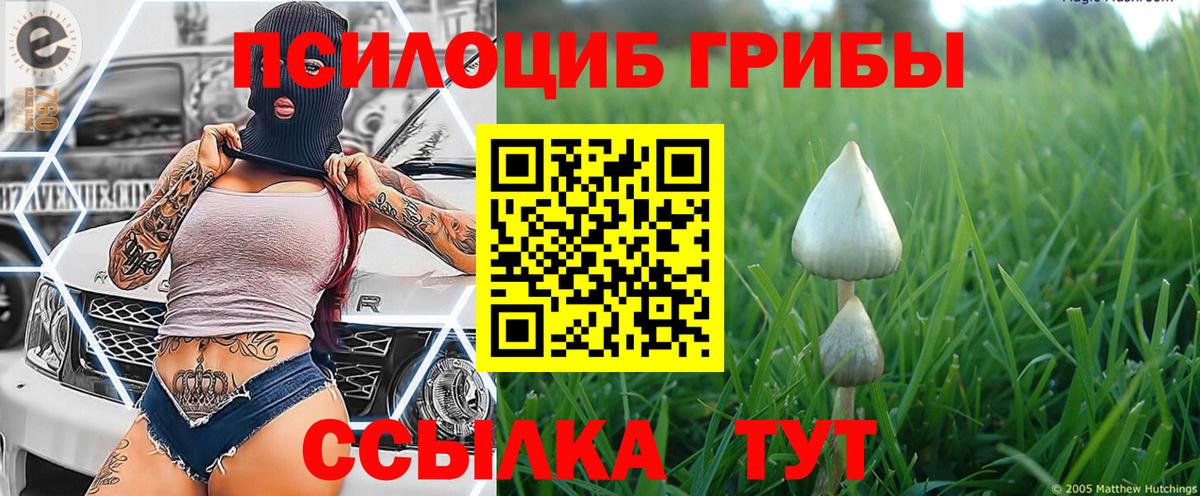 Псилоцибиновые грибы GOLDEN TEACHER Новосибирск